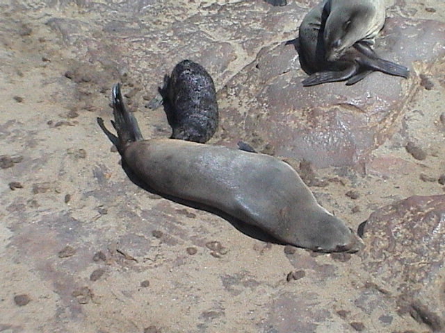 20040315 06 Namibia Cape Cross
