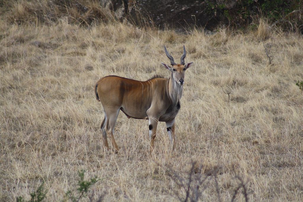 20091108 095 Serengeti NP Elenantilope