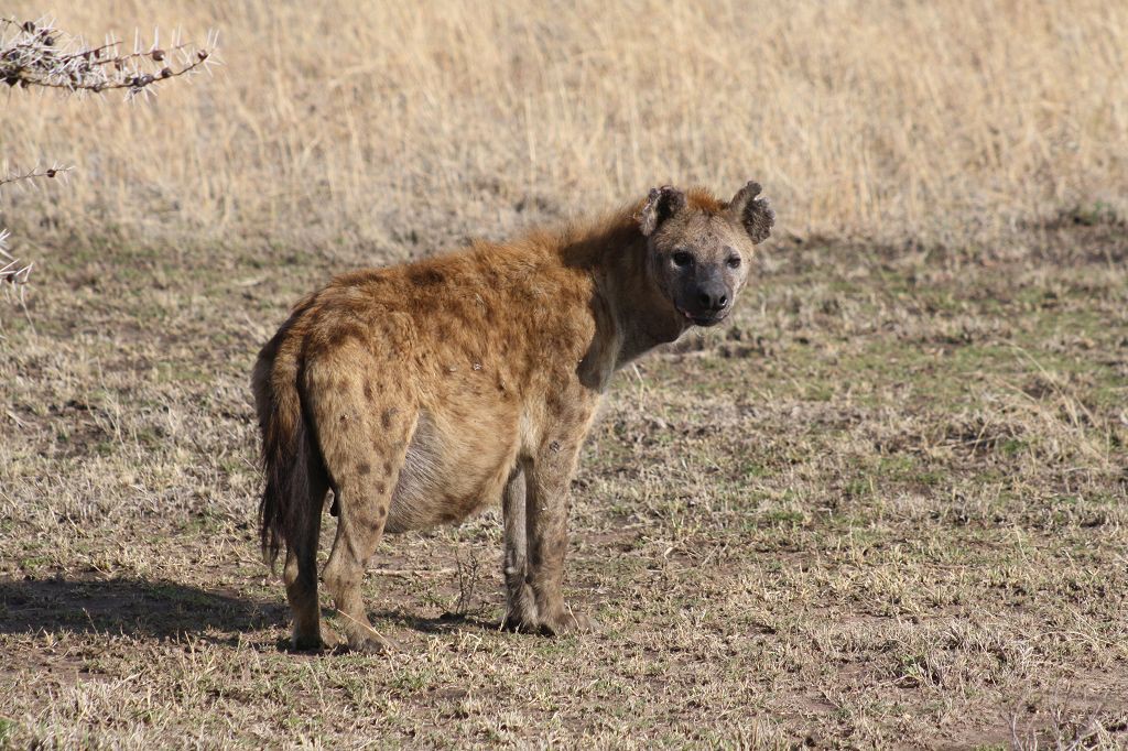 20091109 018 Serengeti NP Tüpfelhyäne