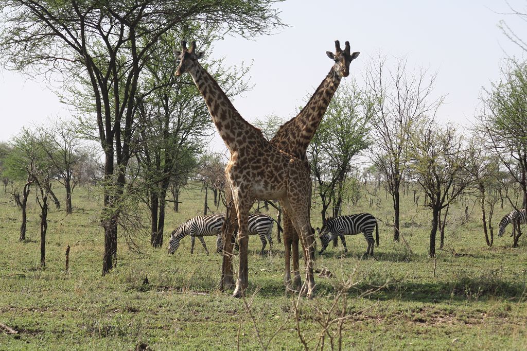 20091109 027 Serengeti NP Giraffe Zebras