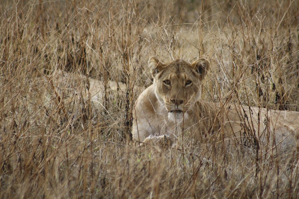 20091110 048 Ngorongoro CA Löwen