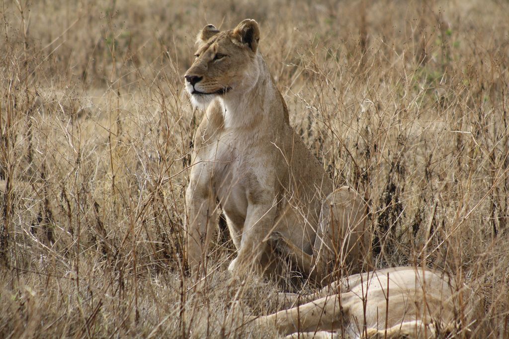 20091110 063 Ngorongoro CA Löwen