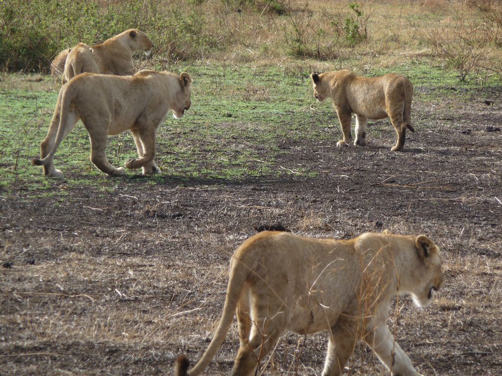 20091110 085 Ngorongoro CA Löwen