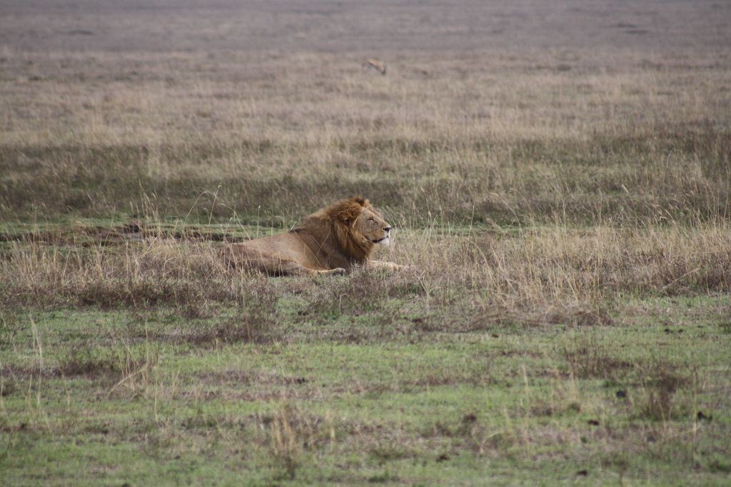 20091110 157 Ngorongoro CA Löwen