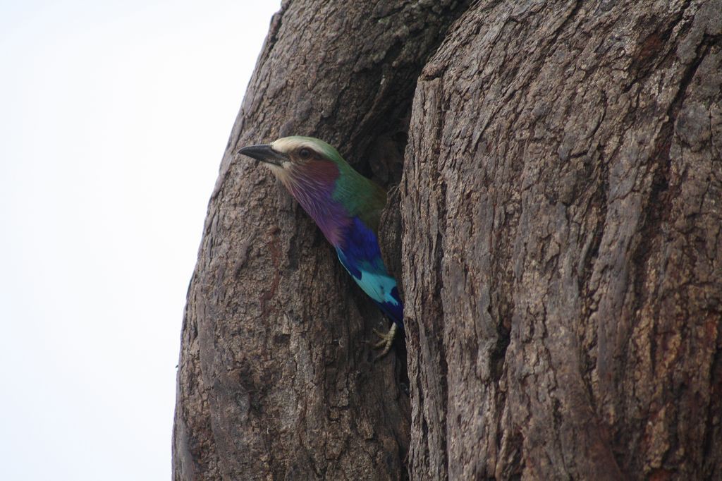 20091111 025 Tarangire NP Vogel