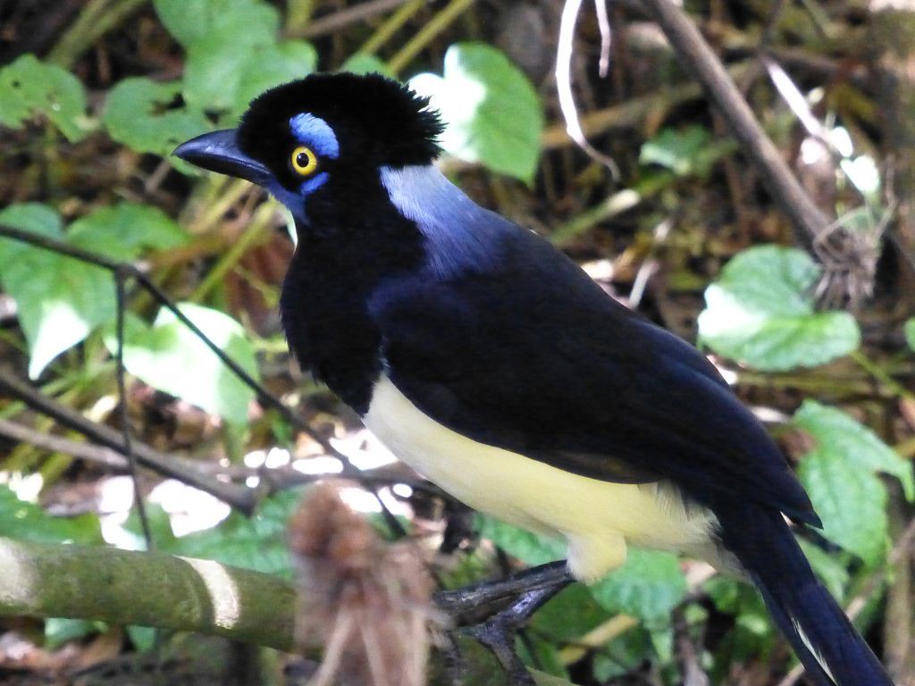 20150226 104 Puerto_Iguazu(Ar) Fall