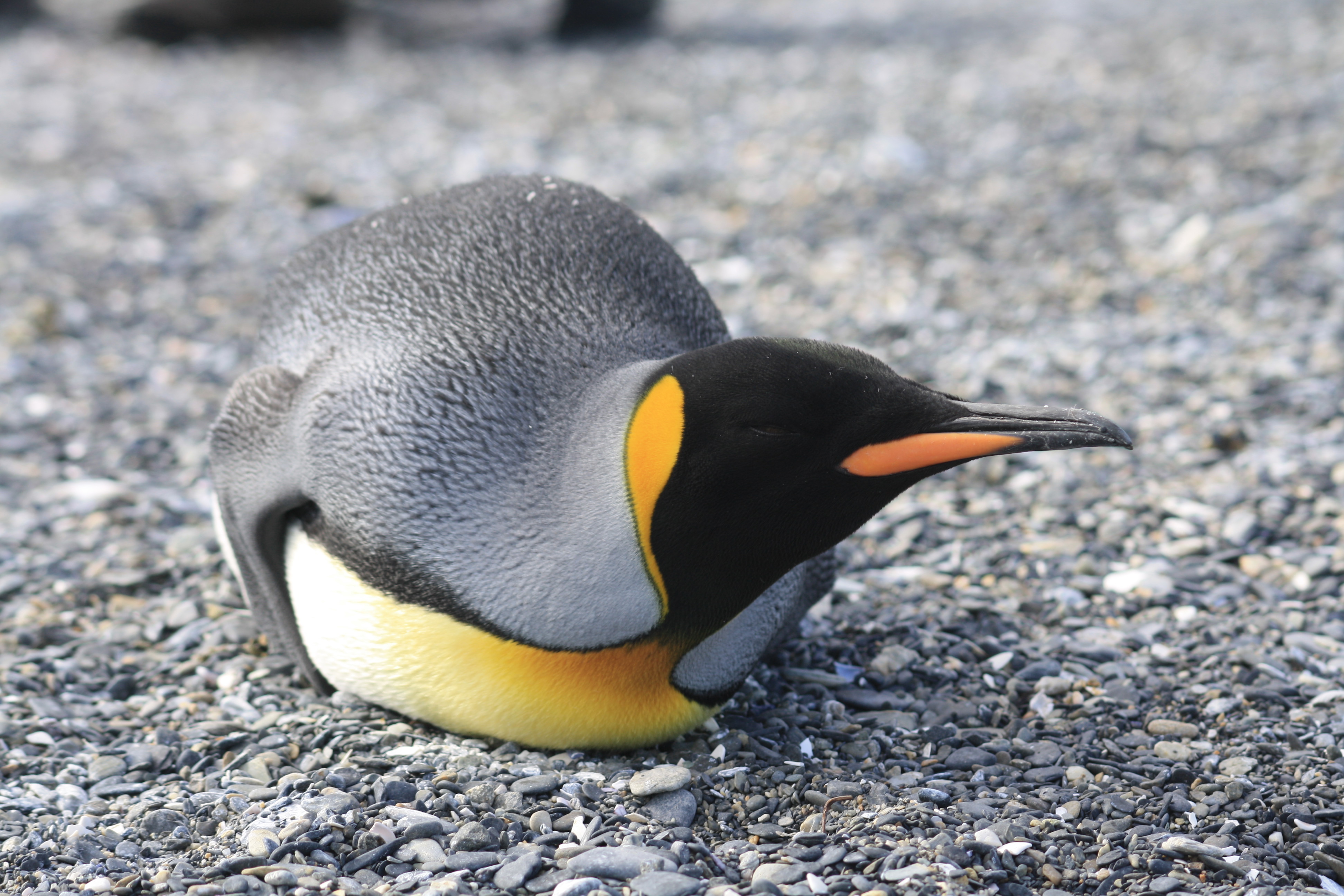 Harberton Pinguin-Insel
