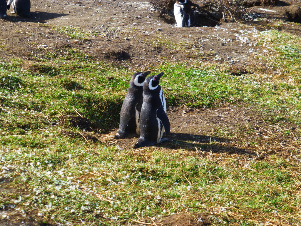 Harberton Pinguin-Insel