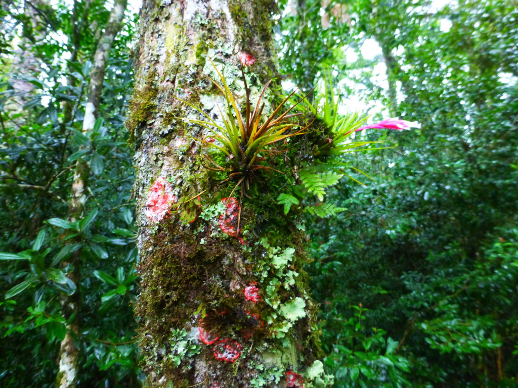 Nova Petrópolis Parque Aldeia do Imigrante