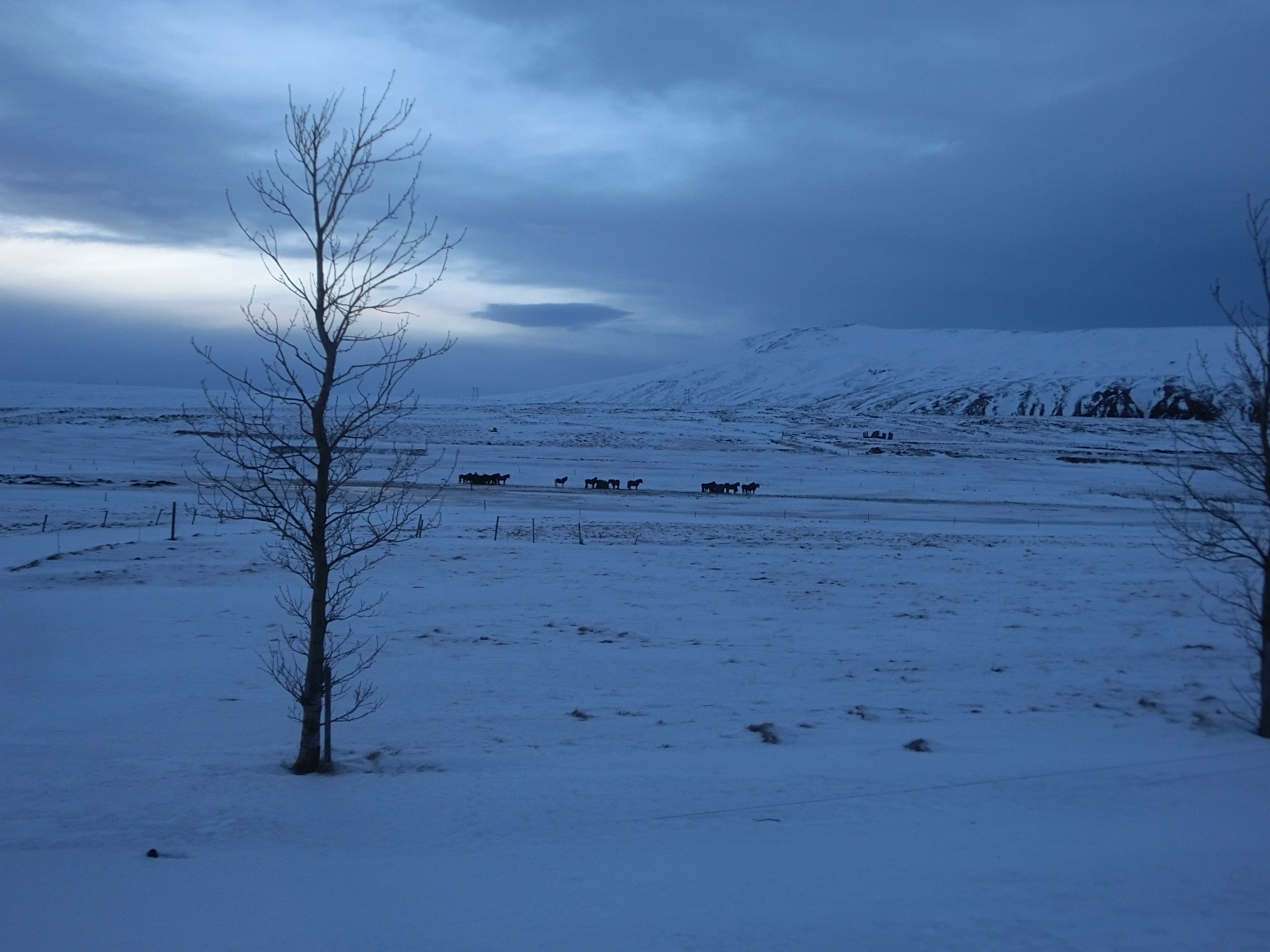 Tingvellir