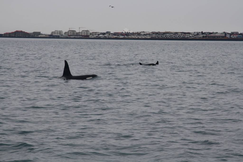 Reykjavik bay Whale-Watching