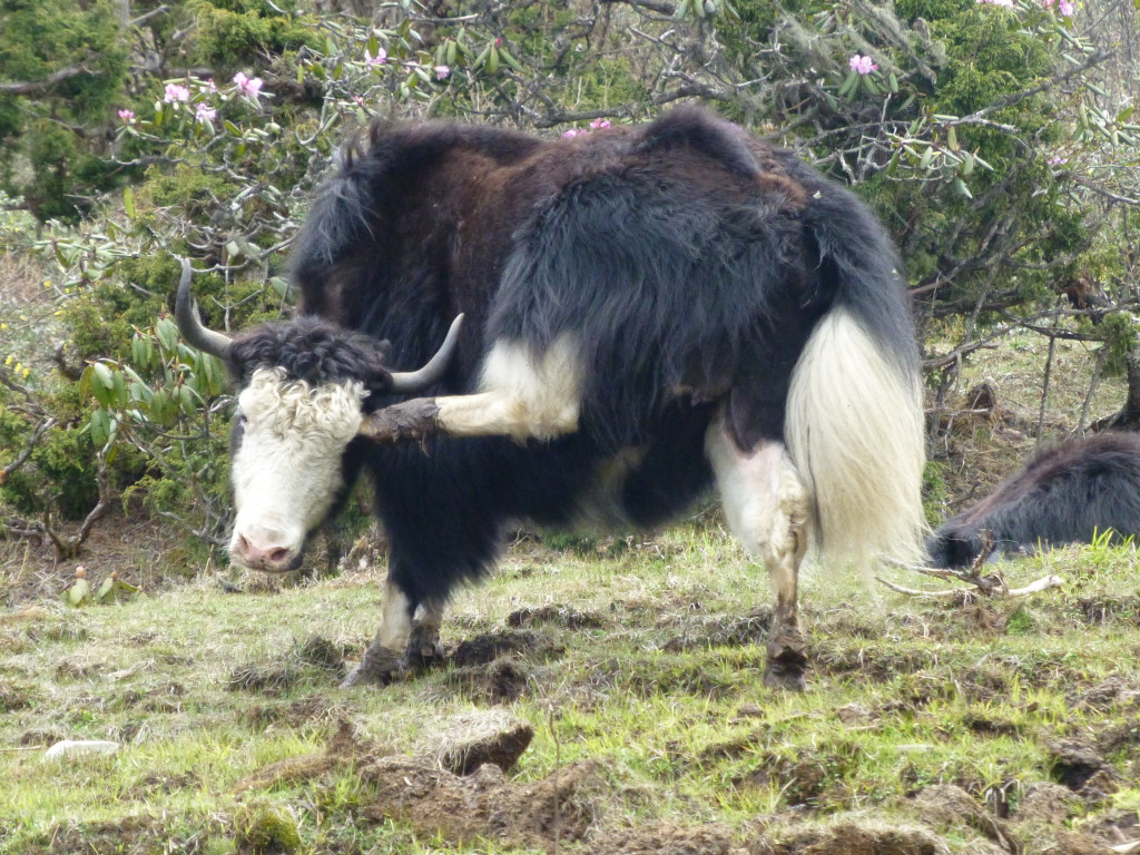 Paro-Ha Yak