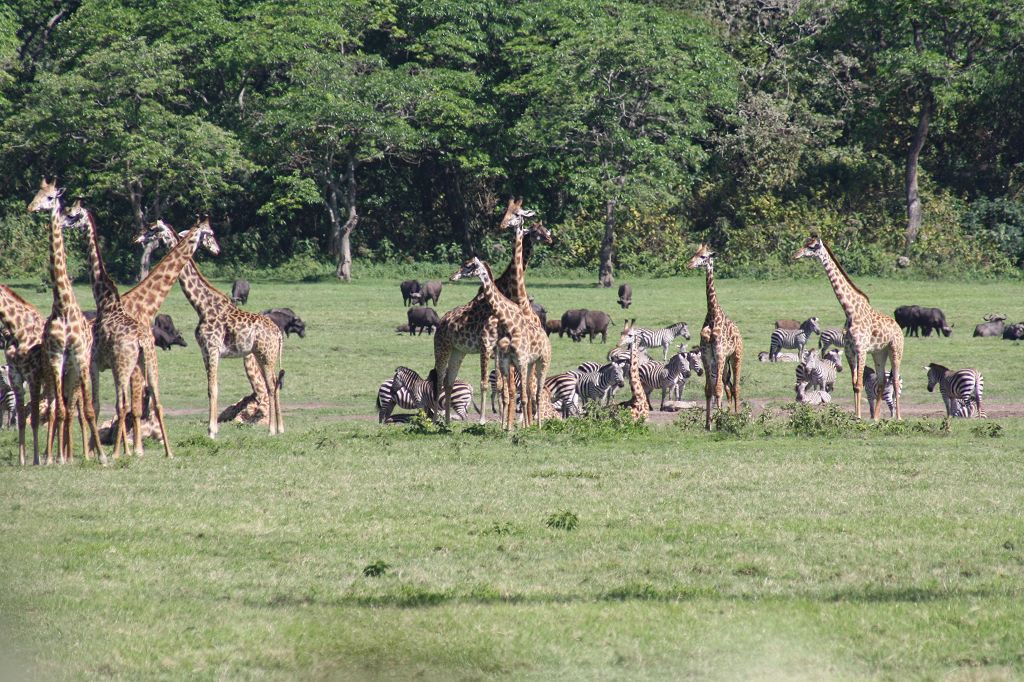 Arusha NP Giraffen Zebras Büffel