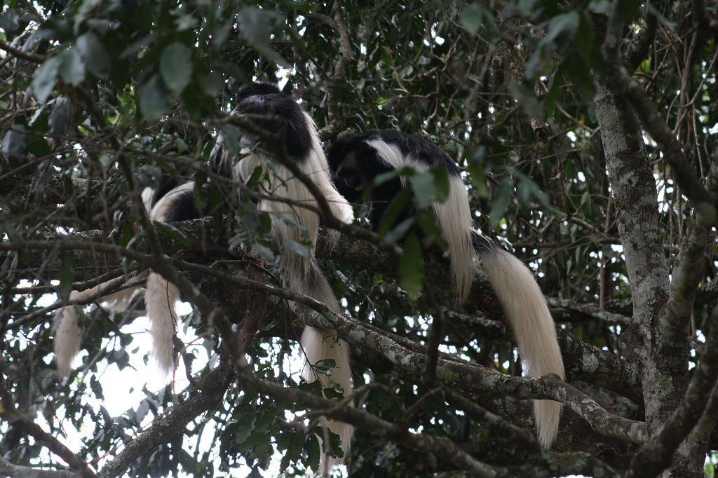 20091105 239 Arusha NP Colobus