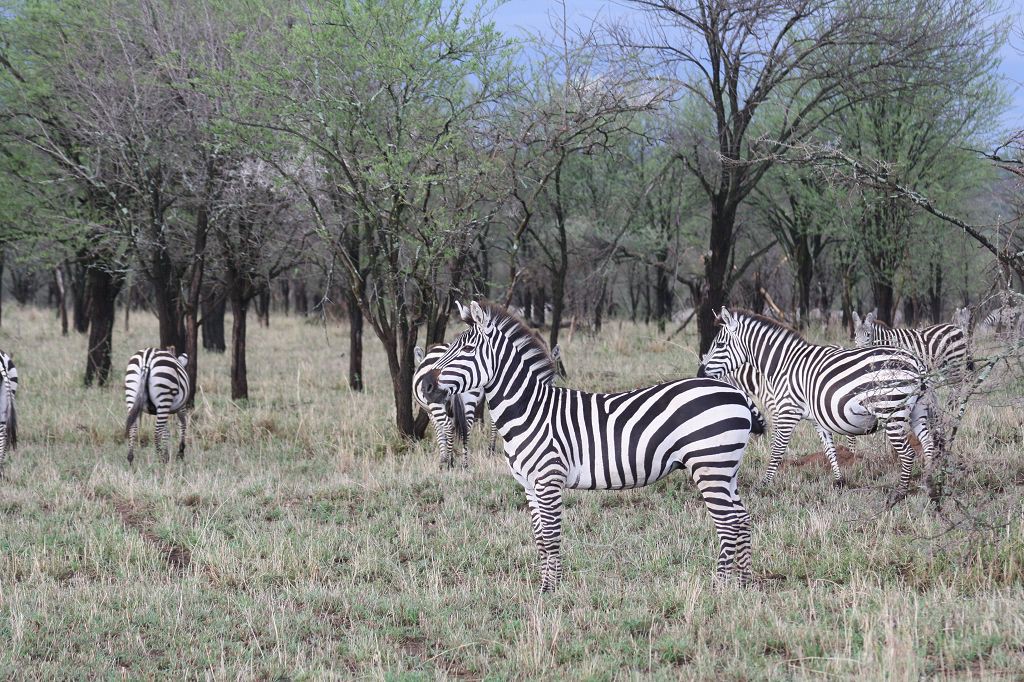 20091107 329 Serengeti NP Zebras