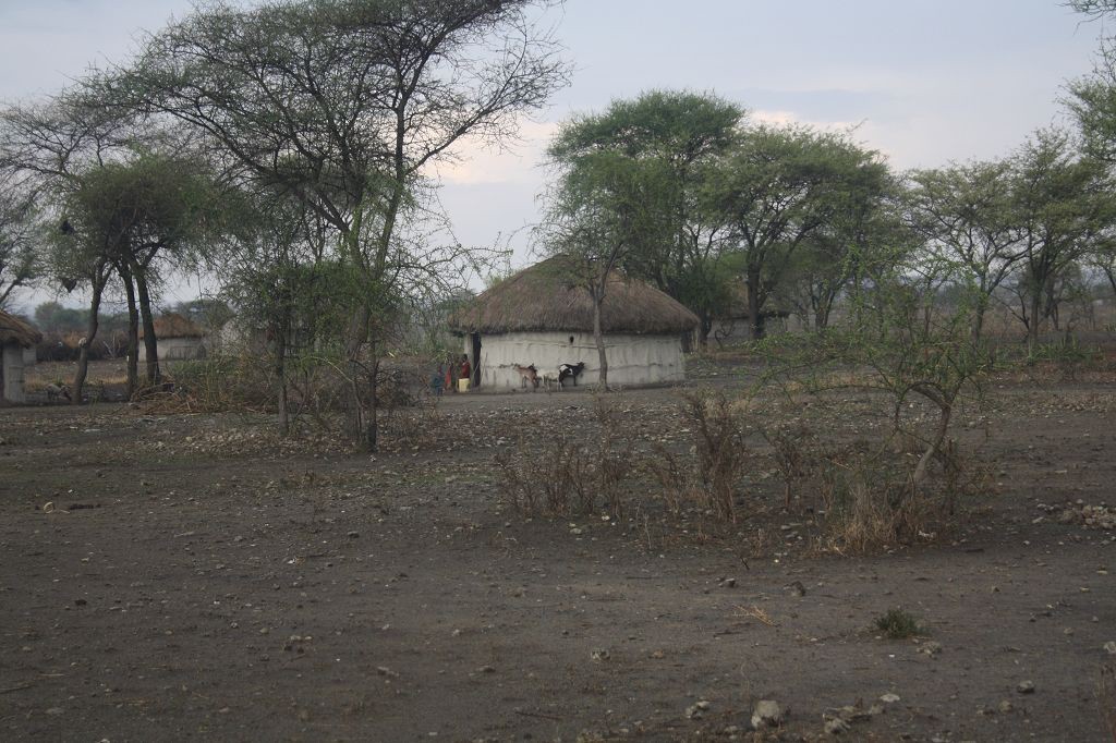 20091110 236 Ngorongoro nach Tarangire Ziegen am Haus im Regen