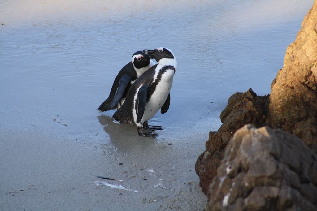 20161126-045-bettys_bay-penguin_nature_reserve