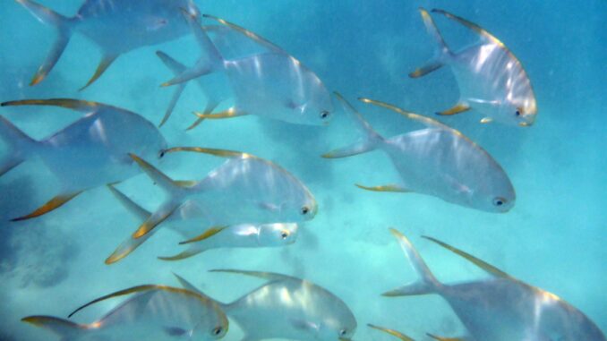 Praslin Anse Volbert