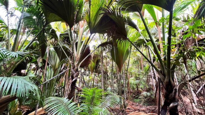 Praslin Vallée de Mai